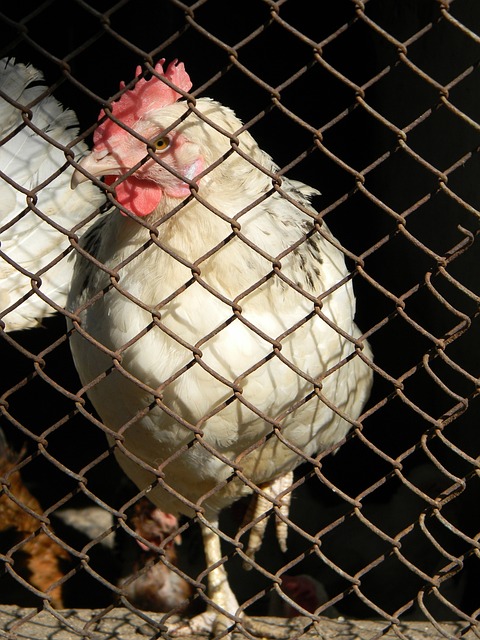 她为团队带 她为团队带